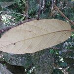 Licania alba leaf picture by Gabriel Ollivier (cc-by-sa)