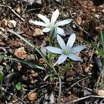 Ornithogalum baeticum flower picture by Philippe-Emmanuel Coiffait (cc-by-sa)