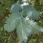 Acacia dealbata leaf picture by Yannis croquet (cc-by-sa)