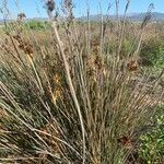 Juncus acutus leaf picture by Vendrell Pere (cc-by-sa)