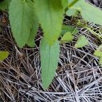 Stachys floridana leaf picture by Chris Griggs (cc-by-sa)