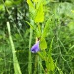 Scutellaria galericulata flower picture by hedwig wens (cc-by-sa)