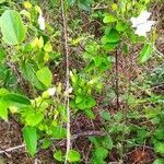 Thunbergia fragrans leaf picture by ZOSMO SIMIAO (cc-by-sa)