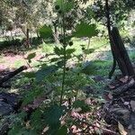 Urtica pilulifera habit picture by Patrice Nodet (cc-by-sa)