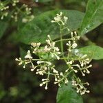 Chrysochlamys glauca flower picture by Nelson Zamora Villalobos (cc-by-nc)