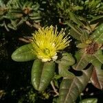 Xanthostemon macrophyllus flower picture by Coordination Endemia (cc-by-sa)