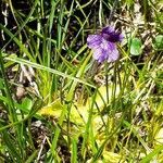 Pinguicula grandiflora habit picture by Alain Champrigaud (cc-by-sa)