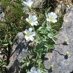 Cerastium alpinum habit picture by Daniel Barthelemy (cc-by-nc)