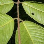 Plinia nicaraguensis leaf picture by Nelson Zamora Villalobos (cc-by-nc)