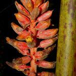 Renealmia alpinia flower picture by Nelson Zamora Villalobos (cc-by-nc)