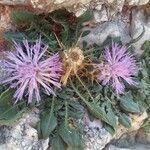 Centaurea calcitrapa habit picture by bas yves (cc-by-sa)