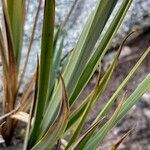 Carex pichinchensis leaf picture by Fabien Anthelme (cc-by-sa)