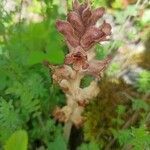 Orobanche caryophyllacea habit picture by laurent hoffmann (cc-by-sa)