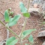 Mirabilis ovata habit picture by Trap Hers (cc-by-sa)