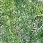 Eupatorium capillifolium habit picture by Eli Small (cc-by-sa)