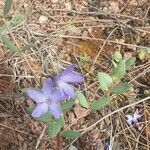 Vinca herbacea habit picture by Sinan Avcı (cc-by-sa)