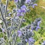 Salvia nilotica flower picture by susan brown (cc-by-sa)