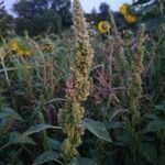 Amaranthus retroflexus flower picture by steffen (cc-by-sa)