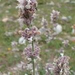 Nepeta nepetella habit picture by Yoan MARTIN (cc-by-sa)