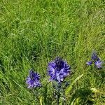 Camassia leichtlinii flower picture by Clinton Rule (cc-by-sa)