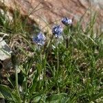 Veronica alpina flower picture by Jot Ess (cc-by-sa)