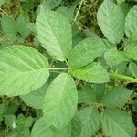 Rubus adscitus leaf picture by Manon Bounous (cc-by-sa)