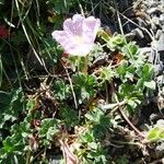 Geranium cinereum habit picture by Alain Bigou (cc-by-sa)