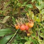 Rosa arkansana fruit picture by torie m (cc-by-sa)