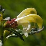 Pedicularis lapponica flower picture by Bo Strand (cc-by-sa)