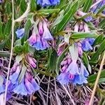 Mertensia lanceolata flower picture by Kenneth Dillon (cc-by-sa)