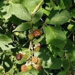 Rubus ulmifolius fruit picture by Nico Hln (cc-by-sa)