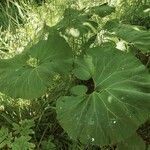 Petasites japonicus habit picture by Frederic Ducray (cc-by-sa)