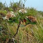 Baccharis prunifolia habit picture by Gabriel OLLIVIER (cc-by-sa)