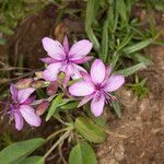 Epilobium fleischeri flower picture by Martin Bishop (cc-by-sa)