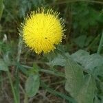 Centaurea sicula flower picture by giapo'64 (cc-by-sa)