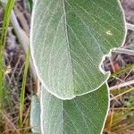 Ipomoea hieronymi (kuntze) o'donell leaf picture by Trap Hers (cc-by-sa)