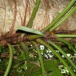 Philodendron pterotum habit picture by Nelson Zamora Villalobos (cc-by-nc)