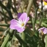 Malcolmia flexuosa flower picture by Angelos (cc-by-sa)