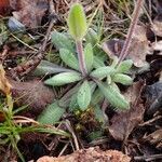 Arabis ciliata habit picture by Yoan MARTIN (cc-by-sa)