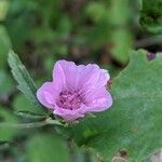 Althaea cannabina flower picture by Denis Bastianelli (cc-by-sa)