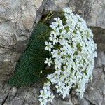 Saxifraga caesia habit picture by Sergey Shatrov (cc-by-sa)