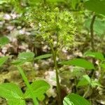 Aralia nudicaulis flower picture by Ed Lehming (cc-by-sa)