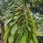 Brownea grandiceps leaf picture by torres juan (cc-by-sa)