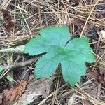 Hydrastis canadensis leaf picture by apphykr (cc-by-sa)