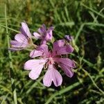 Geranium tuberosum flower picture by Annette Bejany (cc-by-sa)