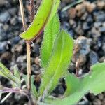 Emilia sonchifolia leaf picture by Frederick Henderson (cc-by-sa)