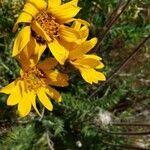 Balsamorhiza hookeri flower picture by Ethan Greer (cc-by-sa)