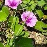 Ipomoea pes-caprae habit picture by michel cosme (cc-by-sa)