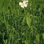 Ranunculus aconitifolius habit picture by Pierre LEON (cc-by-sa)