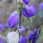 Polygala microphylla flower picture by Ketxus Lopez (cc-by-sa)